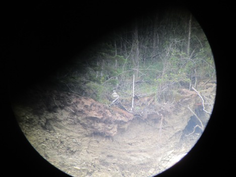 This very poor-quality digi-scope photo was taken by holding my little Canon PowerShot camera up to the viewfinder of my spotting scope. There’s a Peregrine chick right in the center of the frame.